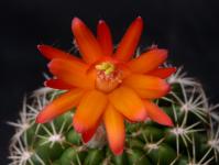 Thumbnail of 9999_Matucana huagalensis intertexta_20140708_03(1).JPG